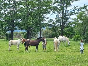 Zvířata v prázdninového domu nebo okolí