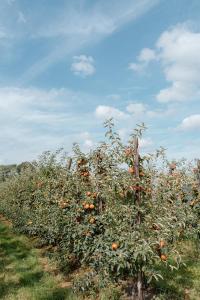 Fotografie z fotogalerie ubytování De Logé v destinaci Oud-Turnhout