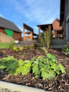 Zahrada ubytování Apartmány Černý vlk, Borová Lada