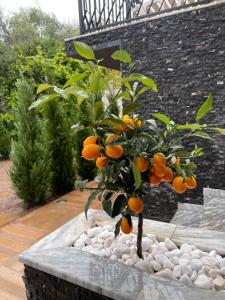 Zahrada ubytování Viola Hotel Budva