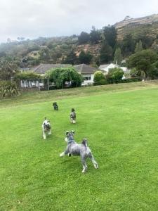 a group of dogs playing in a field at Redcliffs On Park By Sea in Christchurch +5 photos
