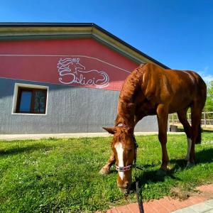 a horse grazing in the grass in front of a building at Casa Vacanze i Salici in Viggiù