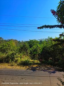 GunungwungkalにあるVilla East Muriaの木々や電線のある道路の景色