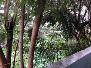 a path through a forest with trees and a fence at Serene Ongata Rongai Studio Bnb in Nairobi
