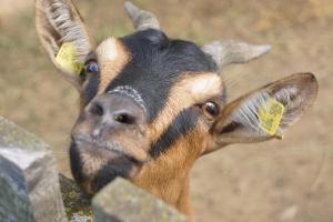 Zvieratá na farme alebo blízkom okolí