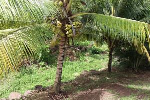 Giardino di My Gem in the Caribbean