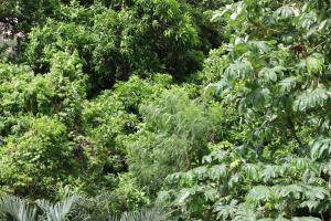 Giardino di My Gem in the Caribbean