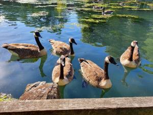 a group of ducks swimming in the water at wallington double Room in Hackbridge