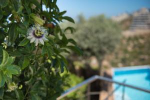 a white flower on a tree with green leaves at Valenberg Oasis in Aẖuzzat Shemu‘el