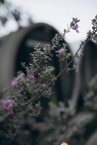 eine Pflanze mit lila Blüten, die auf einem Stuhl sitzt in der Unterkunft El Cubil en Potrero Chico in Hidalgo