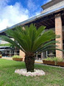 a palm tree in front of a building at Pousada Shalon Olinda in Recife +15 photos