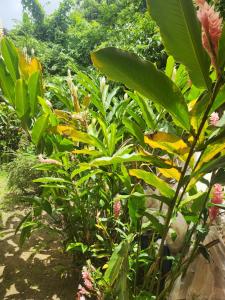 En hage utenfor Hilltop View Guesthouse