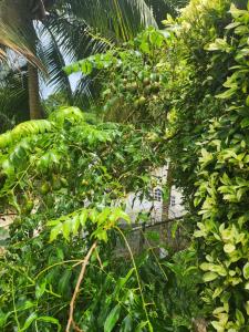 En hage utenfor Hilltop View Guesthouse
