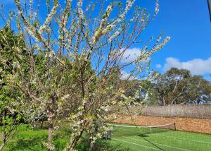 a tennis court with a tree with white flowers at Maggie's Guesthouse - large property with pool, billiards, tennis court, BBQ & more in Warrandyte
