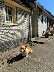 Κατοικίδιο ή κατοικίδια επισκεπτών που μένουν στο Vughtse verblijven