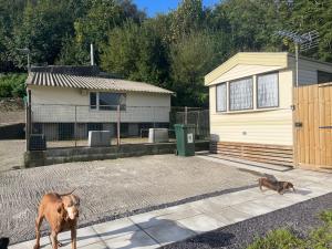 a dog and a cat walking in front of a house at Three bed static caravan with fantastic views and hottub in Swansea +26 photos