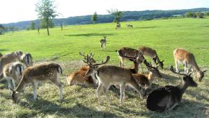Tiere in der Ferienwohnung oder in der Nähe