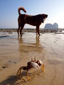 a dog standing next to a dead object on the beach at Thanya Beach Resort - SHA Plus in Ko Ngai