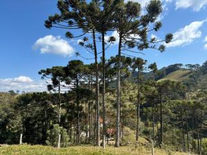 a group of tall pine trees on a hill at Chalé Refúgio Olíviah in São Bento do Sapucaí