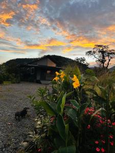 a dog standing in front of a house with flowers at Villa Natura in Bajos del Toro +17 photos
