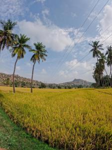 two palm trees in a field of grass at Blue Sky Cottages Hampi in Hampi
