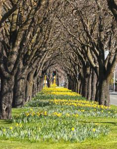 una hilera de árboles con narcisos en el césped en Stylish 3 Bedroom Home in Prime City with Garage, en Christchurch