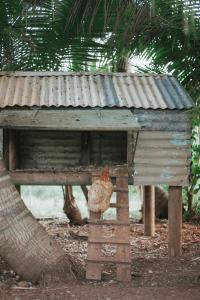 Fotografie z fotogalerie ubytování La Vieille Cheminée, Tropical Farm & Eco-Lodges v destinaci Chamarel