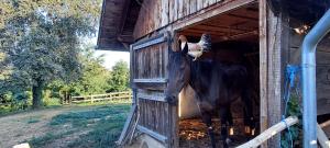 Zahrada ubytování Farmica, Bed&Breakfast, Bazen izdvojen nekoliko minuta hoda