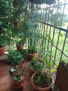 Κήπος έξω από το Casa de Douglas