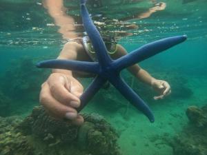 a person holding a starfish in the water at Sông Suối Homestay in Quy Nhon