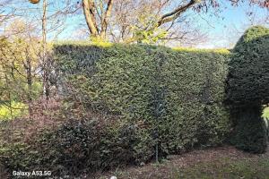 een grote groene haag met bomen op de achtergrond bij PrettyCentral1roomappartement in Eschborn