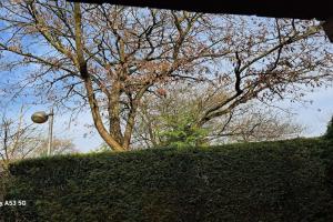 een groene haag met een boom op de achtergrond bij PrettyCentral1roomappartement in Eschborn +7 foto's