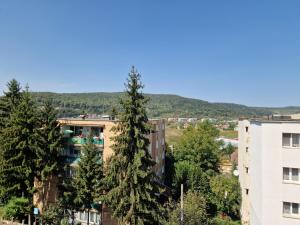 シギショアラにあるUrban Cozy Apartmentsの建物の前の木