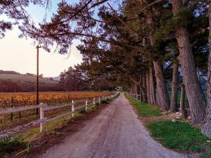 a dirt road next to a fence and trees at Hermanuspietersfontein Cottages in Stanford