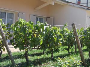 una fila de plantas de uva en un patio en Hôtel de la Poste, en Chagny