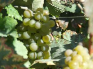 un montón de uvas verdes colgando de una vid en Hôtel de la Poste, en Chagny