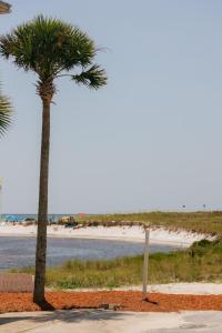 una palmera junto a una playa con el océano en Seaview, en Santa Rosa Beach
