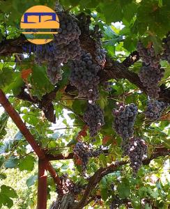 Φωτογραφία από το άλμπουμ του Apartman Sunny σε Stolac