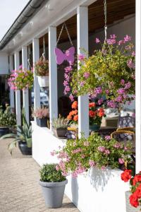 a bunch of flowers in pots in a store at Apartments in Butjadingen - Oldenburger Land 40667 in Butjadingen +9 photos
