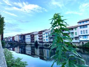 a tree in front of a river with buildings at Studio Goya climatisé et jardin 2 nuits minimum in Castres