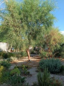 a tree in the middle of a garden at Latmos 1860 in Skala