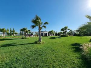 a palm tree in the middle of a green field at Domaine Farah in Meknès