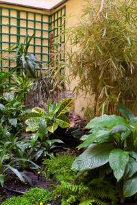 a garden with a bunch of plants next to a building at Ateneo Puerta del Sol in Madrid