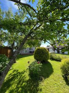 a green yard with a tree and a bush at Cozy private house with backyard and hot tub in Pärnu