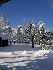 a tree covered in snow with its shadow at Pension Ochsen, Ferienwohnungen in Löffingen