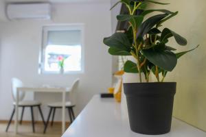 Fotografie z fotogalerie ubytování Studio Apartman KIMI v destinaci Zlatibor + 2 fotografie