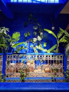 a bunch of plants in pots on a blue wall at Casa Amina in Chefchaouene