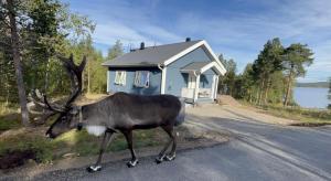伊纳利SINITALO的一栋房屋前道路上矗立着的鹿雕像