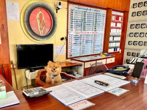 een hond die aan een bureau op kantoor zit bij โรงแรมกาญจนาสกลนคร in Sakon Nakhon