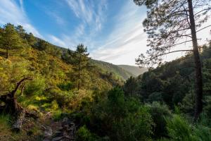 a view of a forested hill with trees at Cerdeira - Home for Creativity in Lousã +118 photos
